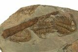 Two Foulonia Trilobites with a Cephalopod - Fezouata Formation #328566-1